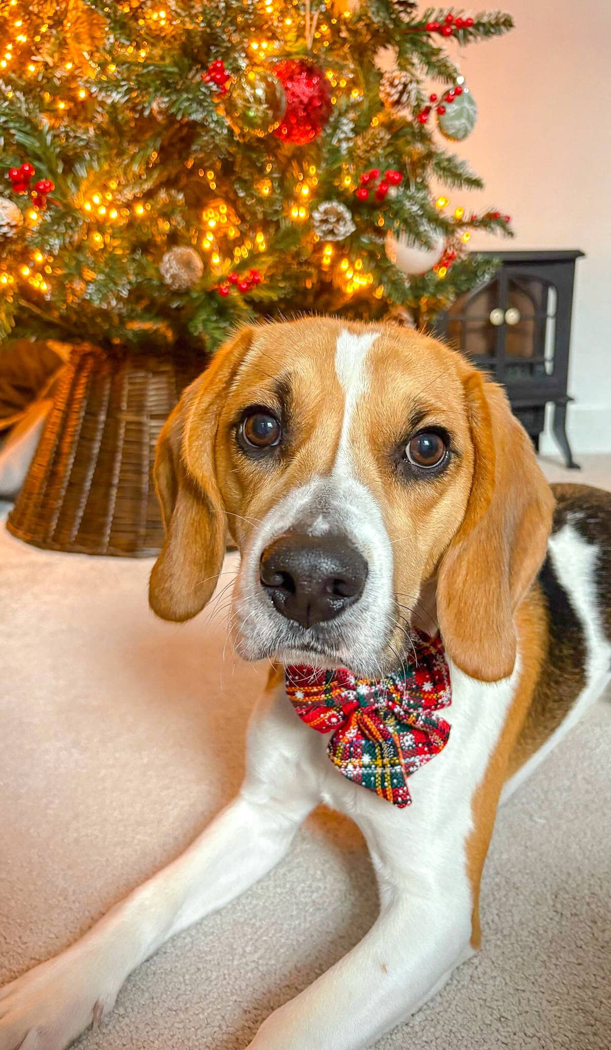 Adorable beagle puppy wearing a holiday bow in front of a decorated Christmas tree.