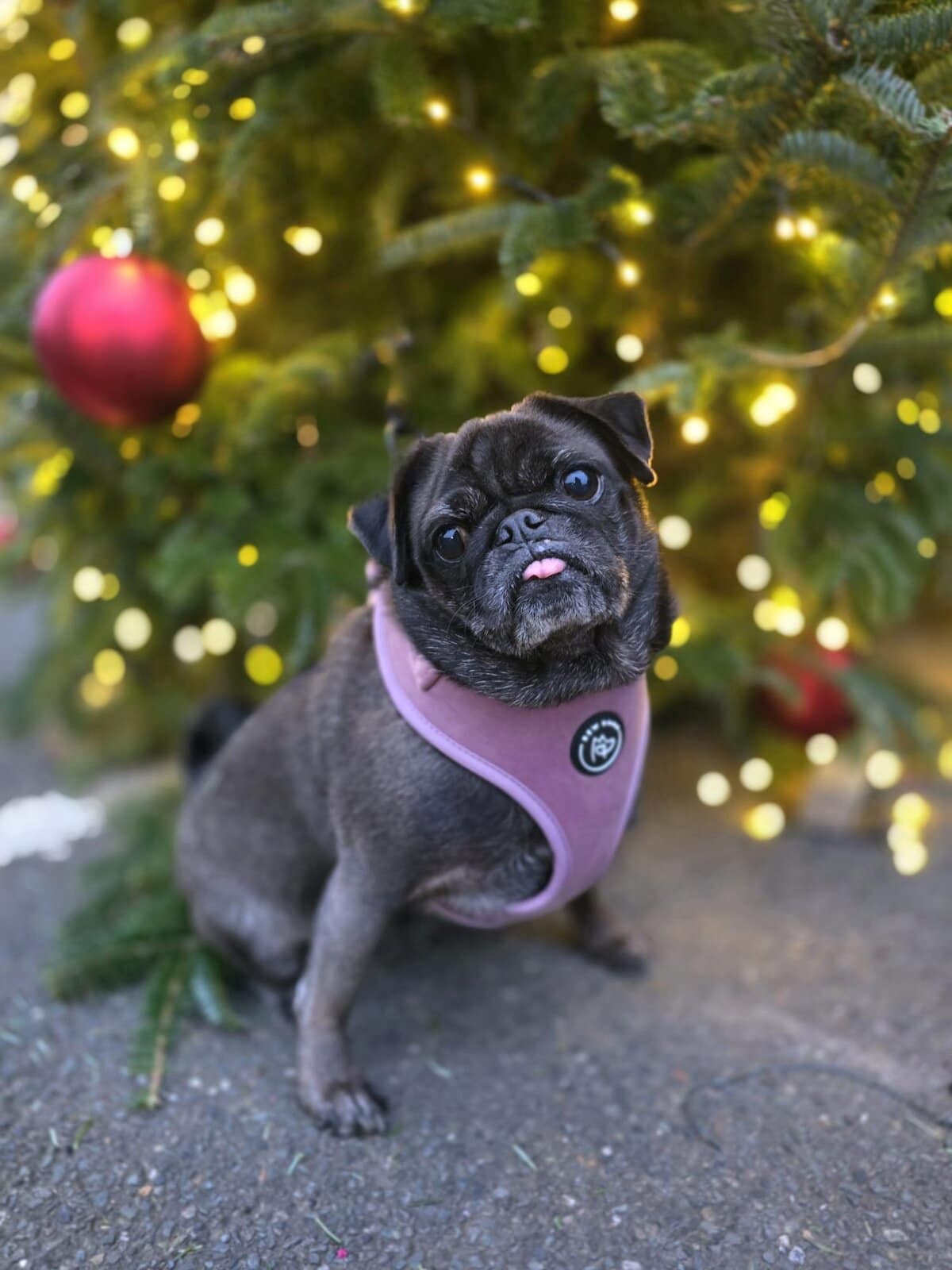 a black poodle sticks her little tounge out. she is sitting in front of a christmas tree lit up, and wearing a pink adjustable dog harness in velvet