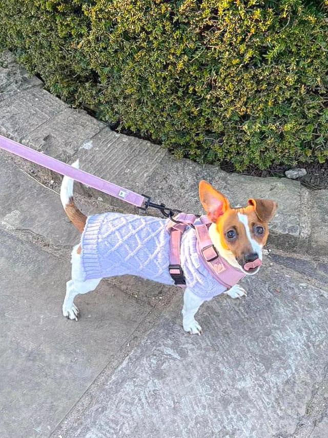 a cute white jack russell wears a lilac dog jumper and pink velvet harness. she is out on a walk.
