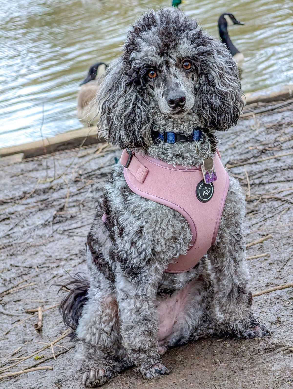 a grey poodle sits in front of a pond, wearing a stylish pink velvet dog harness