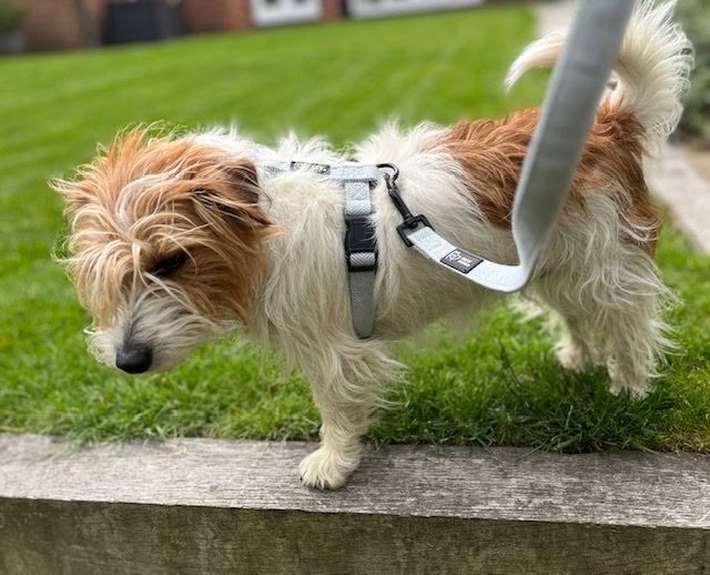 Dog on a harness exploring grassy area outdoors.