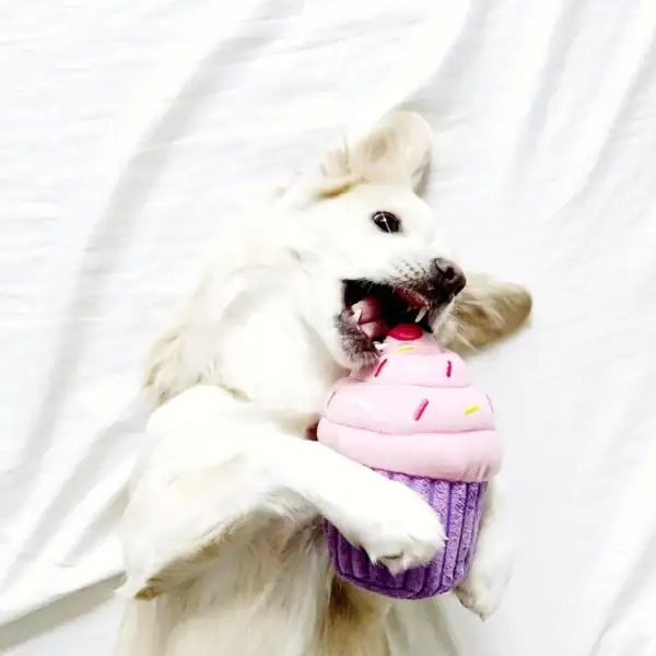 a large white dog lies on a white sheet playing with a soft pink cupcake toy